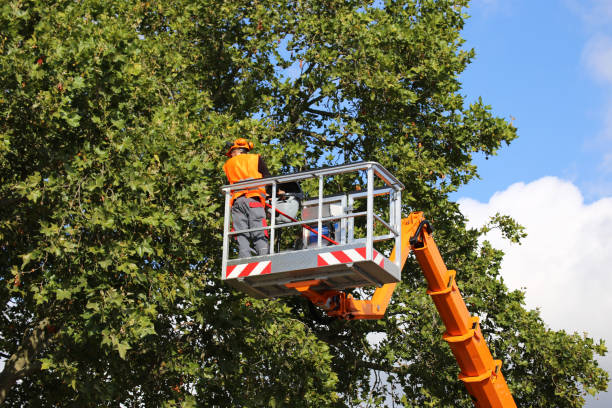 Woodhaven, MI Tree Care Services Company